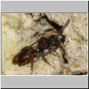 Nomada furva sp - Wespenbiene 01 5mm.jpg